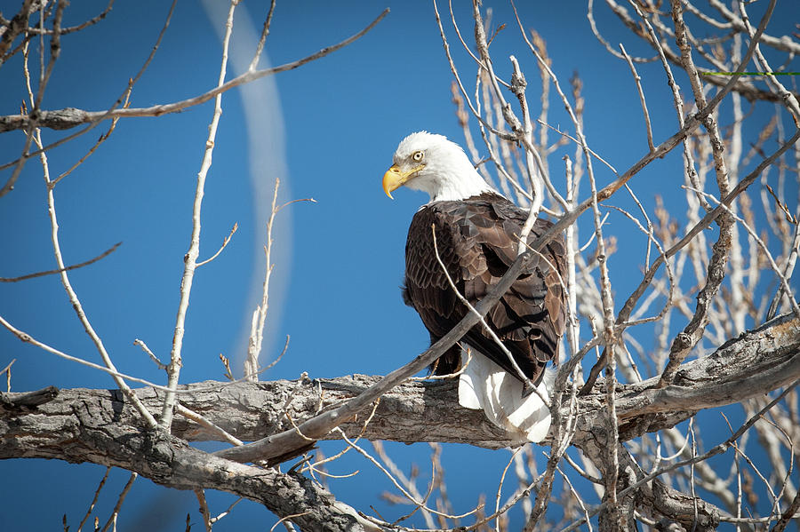 Bald Eagle 5 Photograph by Catherine Lau