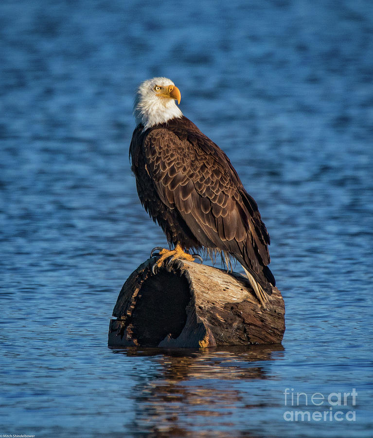 Bald Eagle 5 Photograph by Mitch Shindelbower