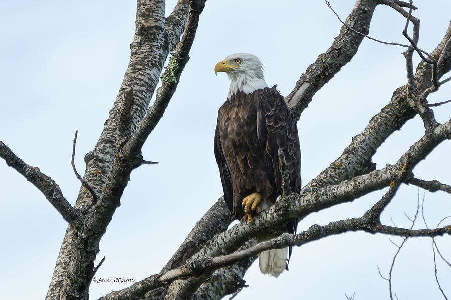 Bald Eagle 5 Photograph by Steven Clipperton