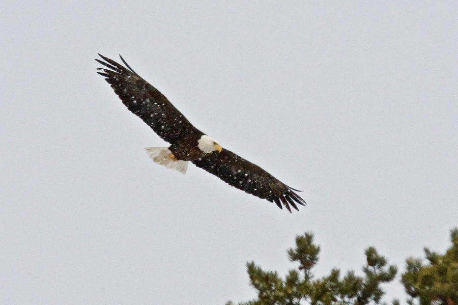 Bald Eagle 5476 Photograph by Michael Peychich