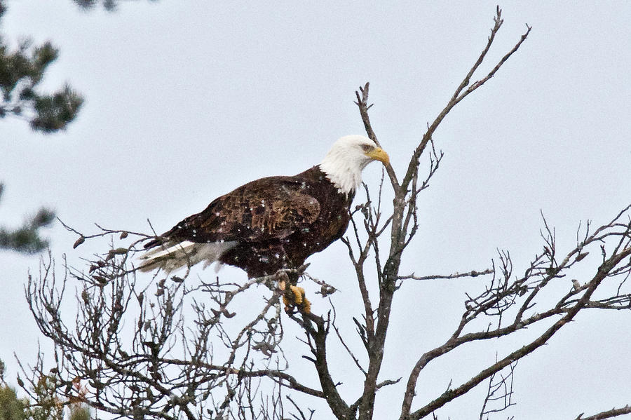 Bald Eagle 5487 Photograph by Michael Peychich