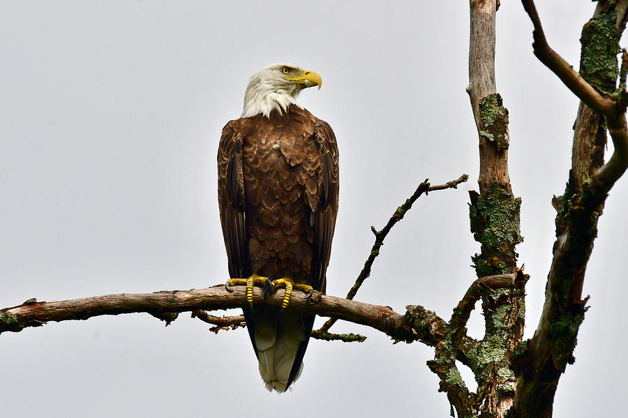Bald Eagle 5621 Photograph by Michael Peychich
