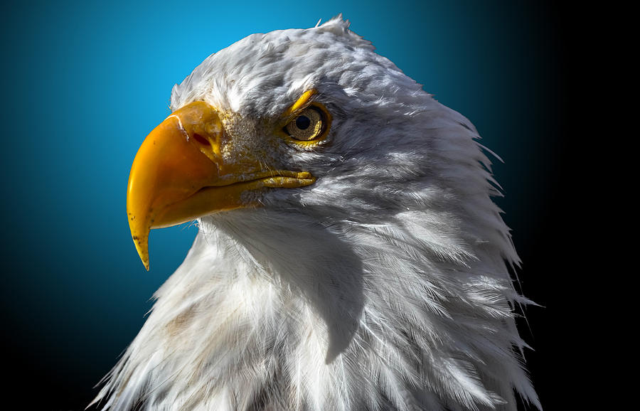 Eagle Photograph - Bald Eagle 6 by Brian Stevens