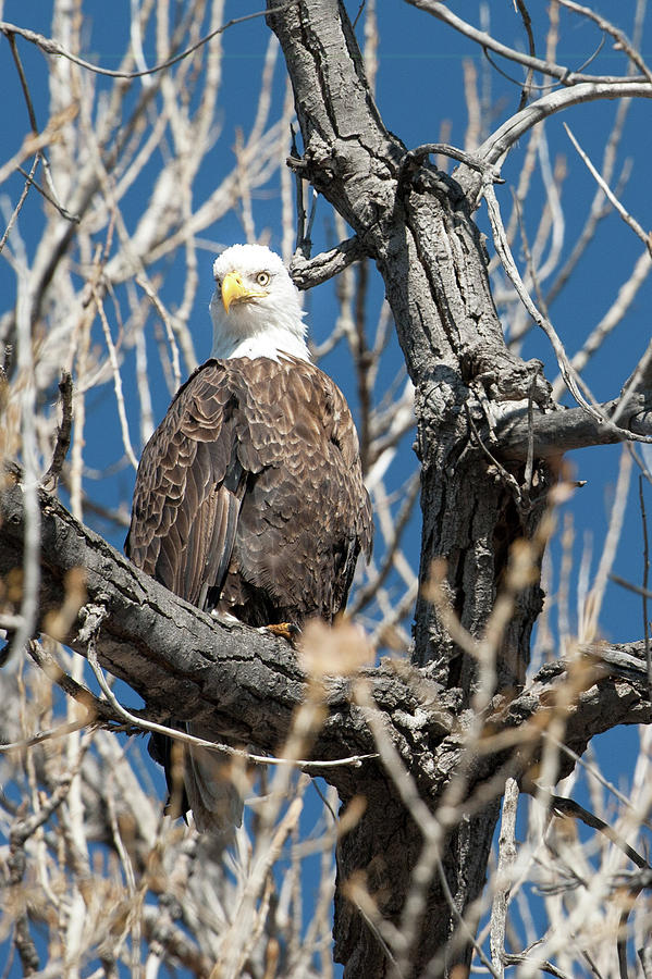 Bald Eagle 6 Photograph by Catherine Lau