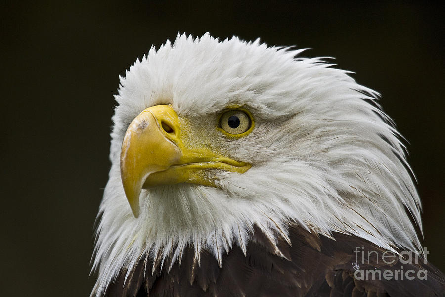 Bald Eagle - 6 Photograph by Heiko Koehrer-Wagner