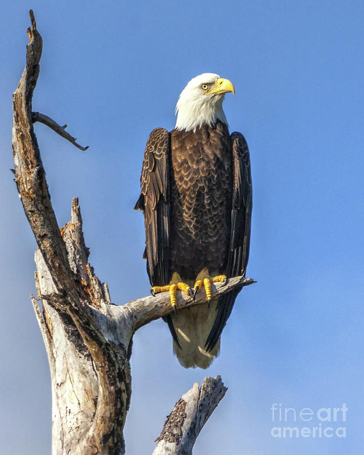 Bald Eagle 6366 Photograph by Gulf Coast Aerials -