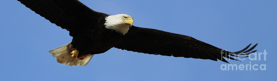 Bald Eagle 6614 Photograph
