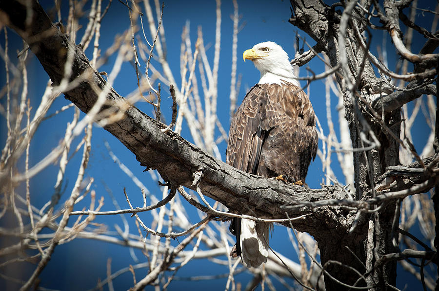 Bald Eagle 7 Photograph by Catherine Lau