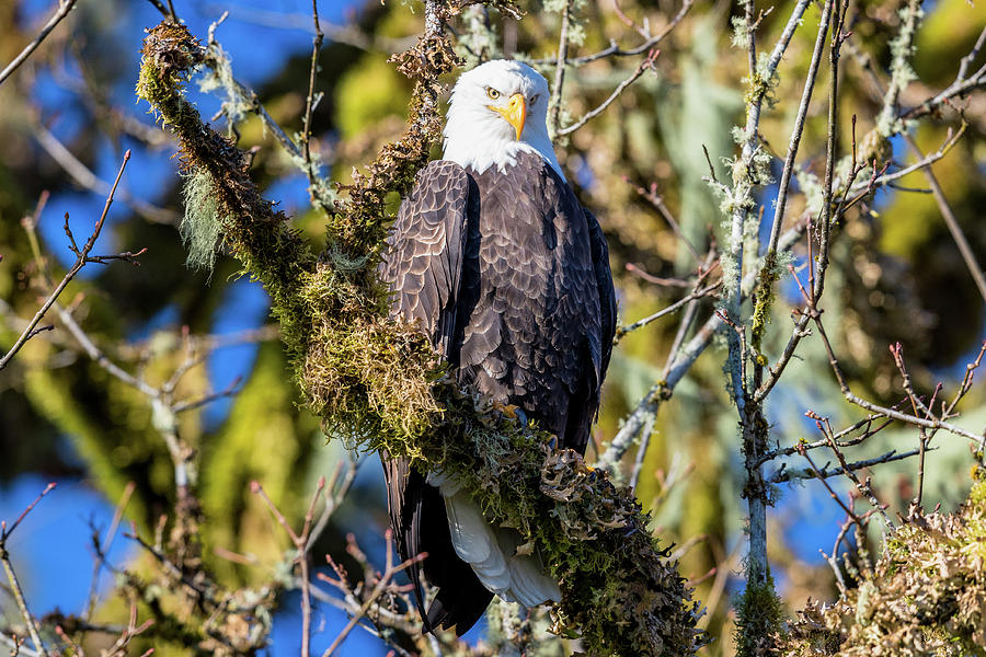 Bald Eagle 7 Photograph by Mike Centioli
