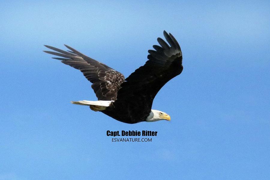 Bald Eagle 7304 Photograph by Captain Debbie Ritter