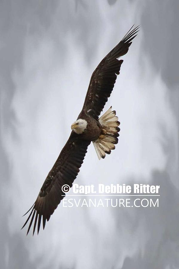 Bald Eagle 7437 Photograph by Captain Debbie Ritter