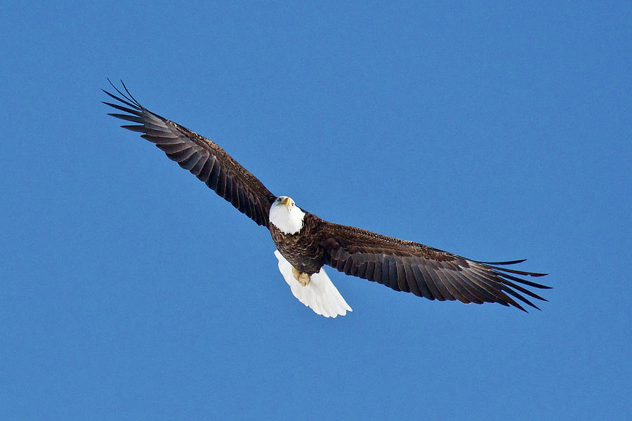 Bald Eagle 7927 Photograph by Michael Peychich