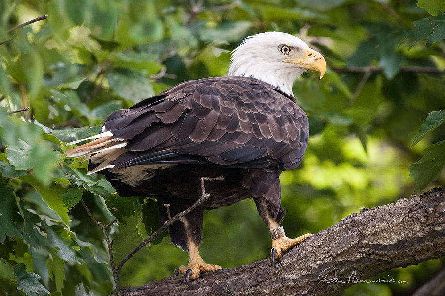 Bald Eagle 8270 Photograph by Dan Beauvais