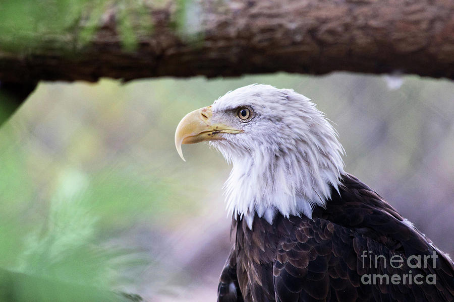 Bald Eagle Photograph by Afrodita Ellerman