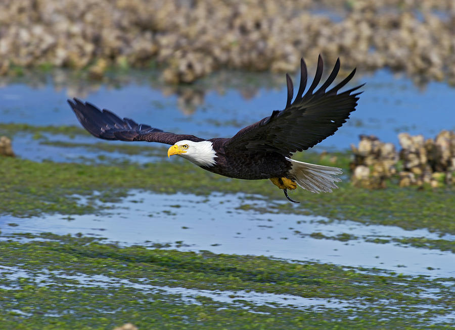 Bald Eagle after the catch Photograph by Gary Langley