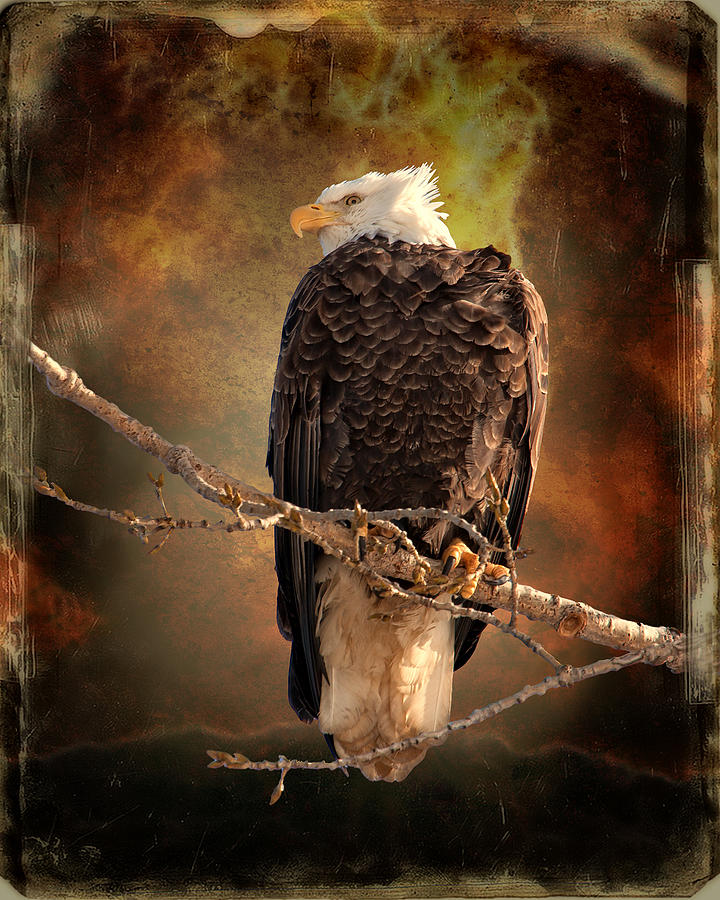 Bald Eagle Photograph by Al  Mueller