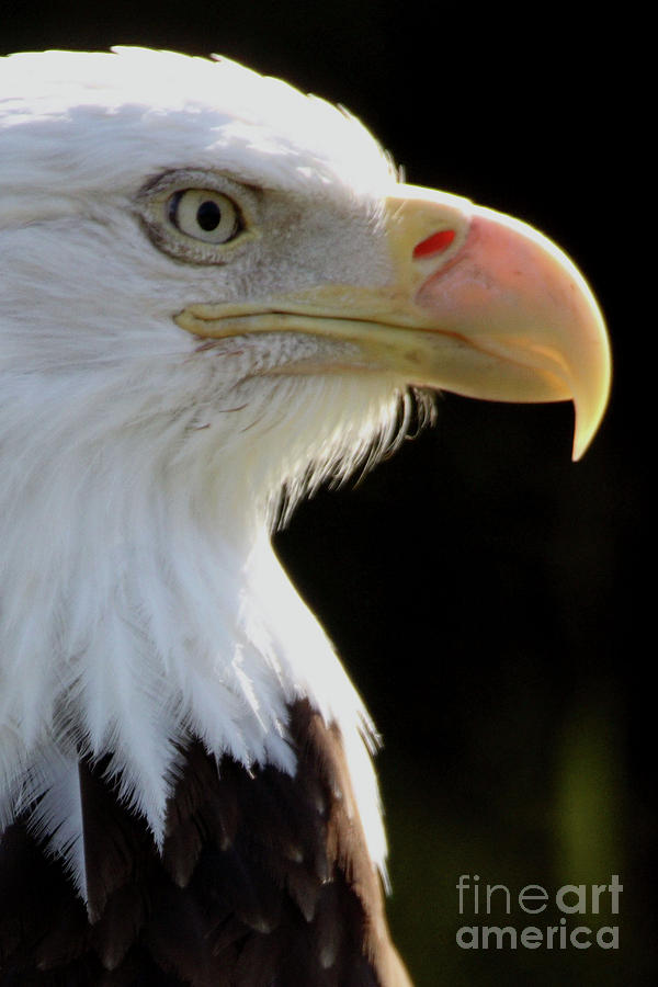Bald Eagle Photograph by Alan Look