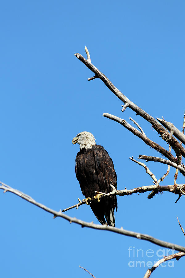 Bald Eagle Photograph by Alyce Taylor