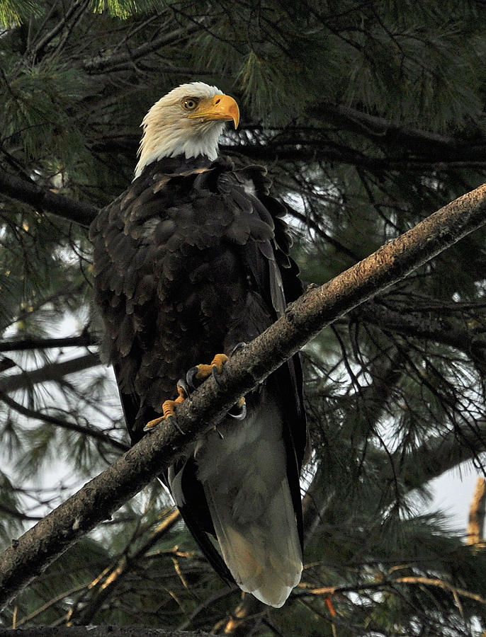 Bald Eagle Photograph by Glenn Gordon