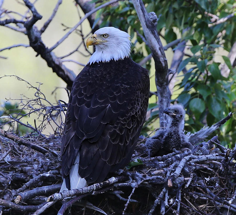 Bald Eagle and eaglet Photograph by Kristina Kruchowski - Fine Art America