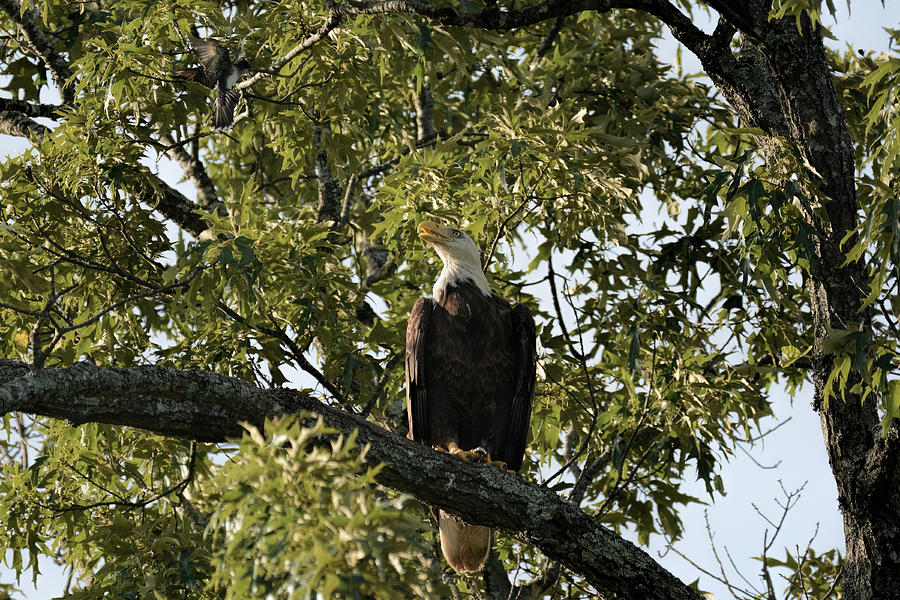 Bald Eagle And Eastern Kingbird Shiloh Tn 052620156620 Photograph