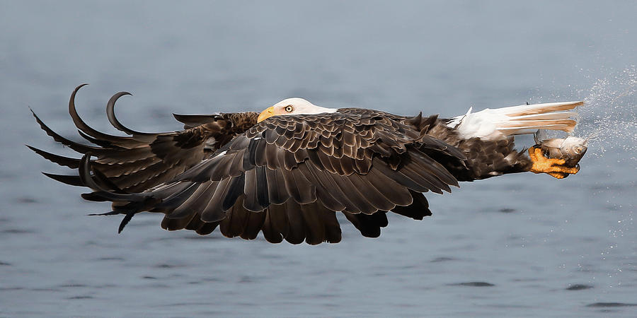 Bald Eagle and Fish Photograph by Jack Nevitt