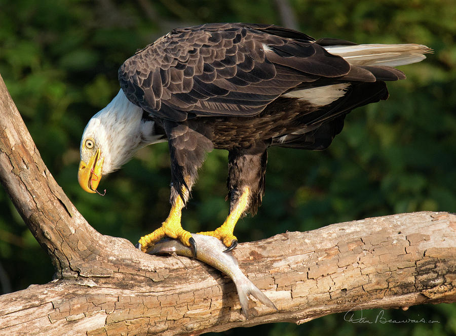 Bald Eagle and Fresh Catch 3093 Photograph by Dan Beauvais