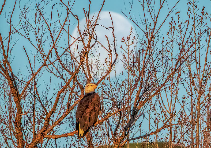 Bald Eagle and Moon Photograph by Marc Crumpler