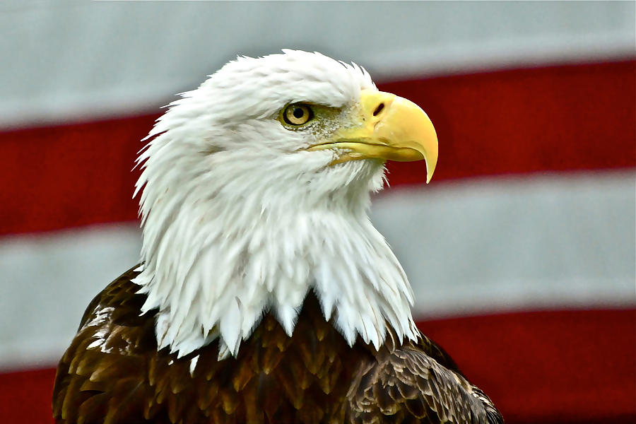 Bald Eagle and Old Glory Photograph by Don Mercer