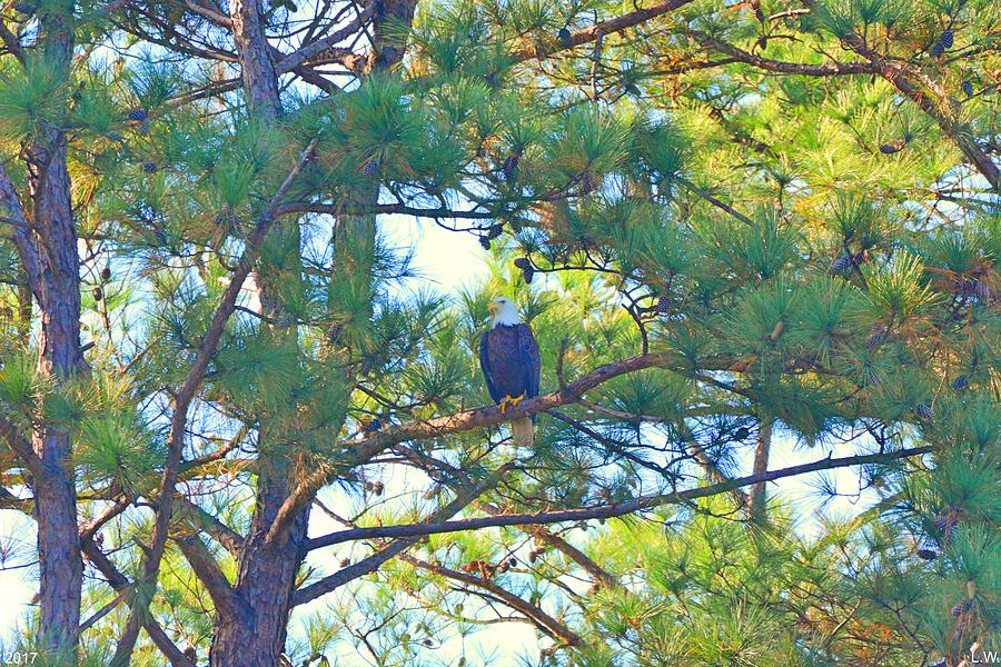 Bald Eagle And Pines Photograph by Lisa Wooten
