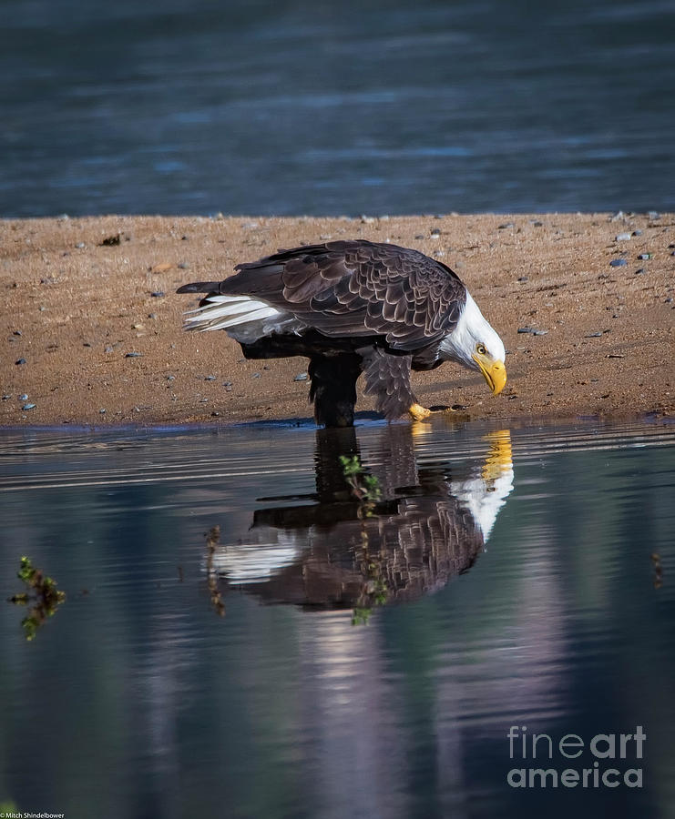 Bald Eagle And Reflection Photograph by Mitch Shindelbower