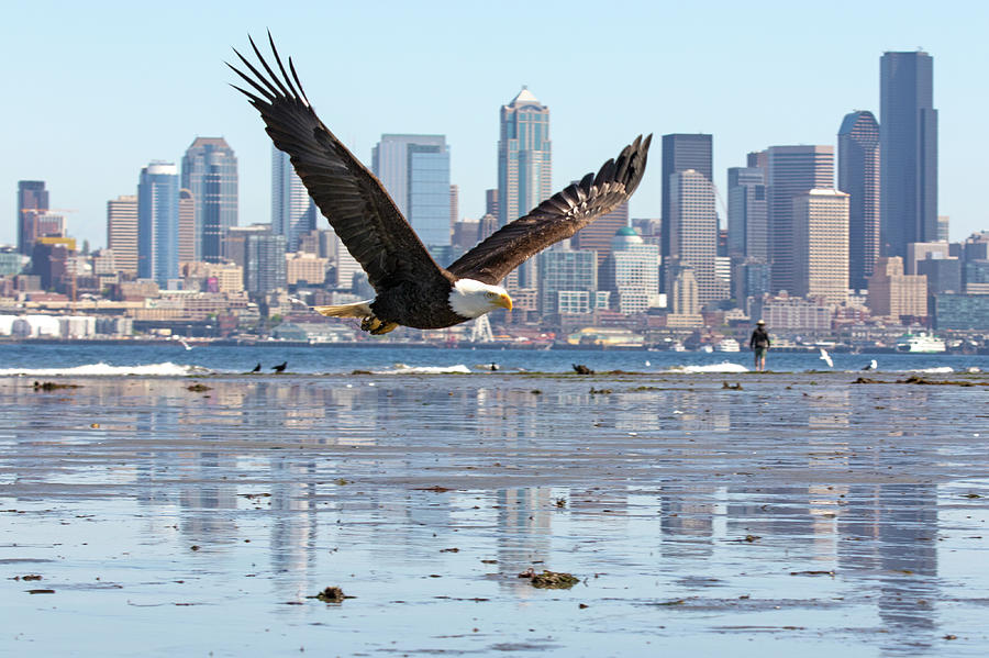 Bald Eagle And The Seattle Cityscape Photograph by Matt McDonald