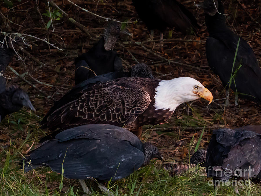 Eagle Photograph - Bald eagle and vultures by Zina Stromberg