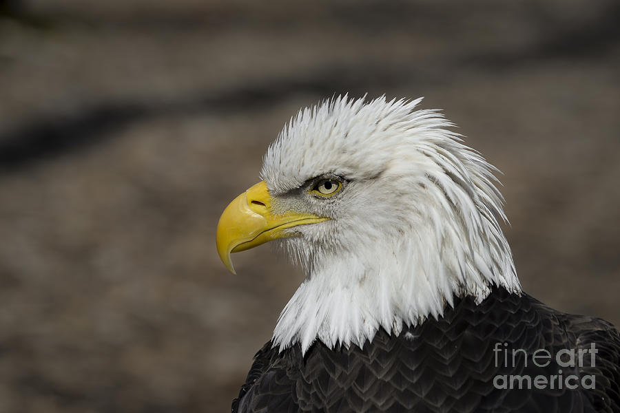 Bald Eagle Photograph by Andrea Silies