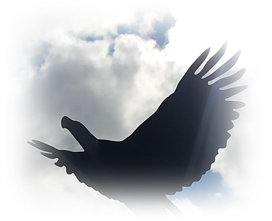 Bald Eagle Art in Flight Photograph by Kathleen Voort