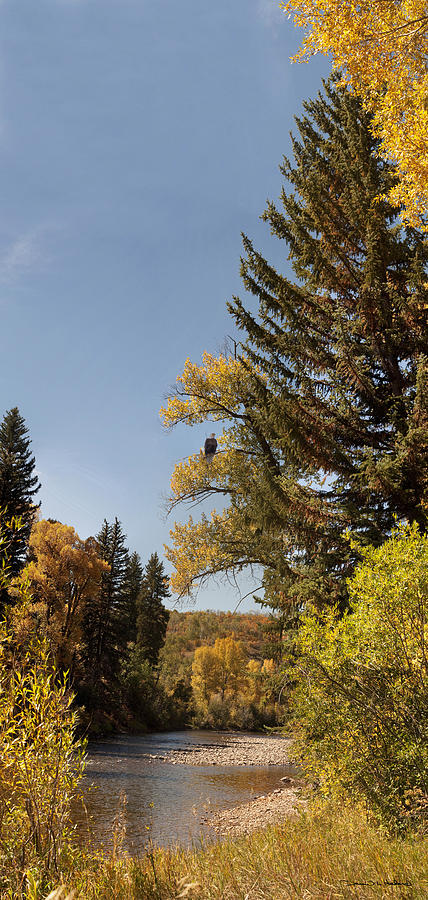 Bald Eagle at Big Creek Confluence Photograph by Daniel Hebard
