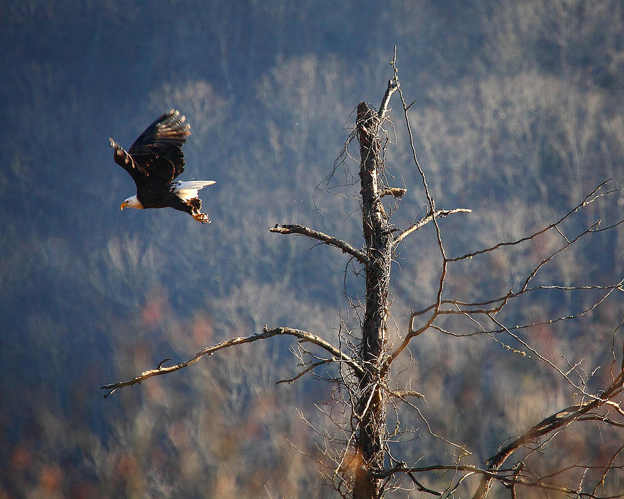 Bald Eagle at Boxley Mill Pond Photograph by Michael Dougherty