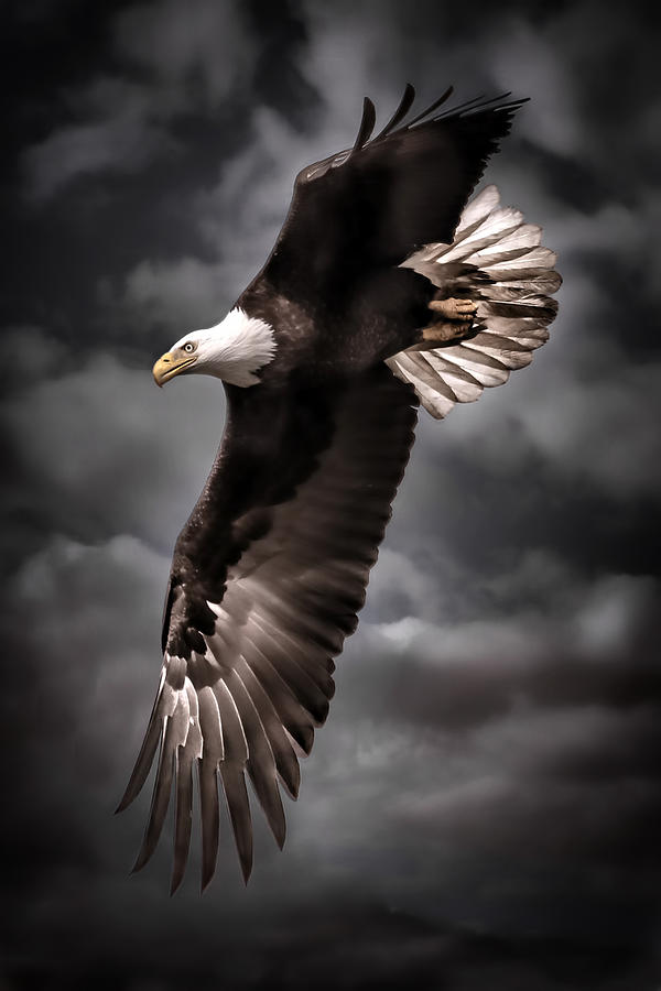 Eagle Photograph - Bald Eagle At Dusk by Wes and Dotty Weber