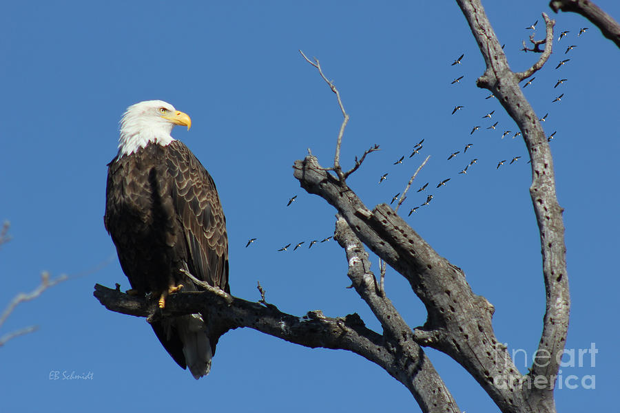 Bald Eagle at East Lake Photograph by E B Schmidt