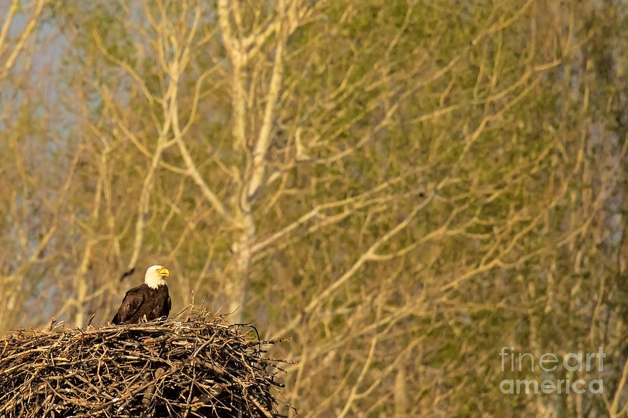 Bald Eagle At Home Photograph by Natural Focal Point Photography