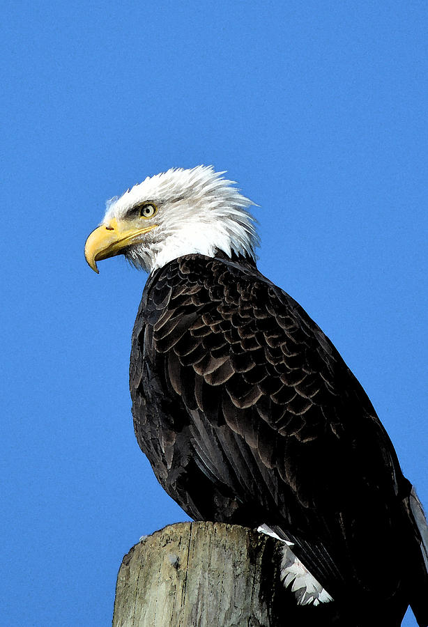 Bald Eagle at Rest Photograph by Anthony Dalton