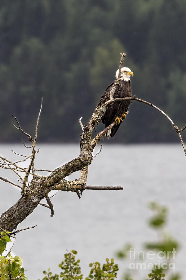 Bald Eagle at St. Mary Lake Photograph by Jemmy Archer