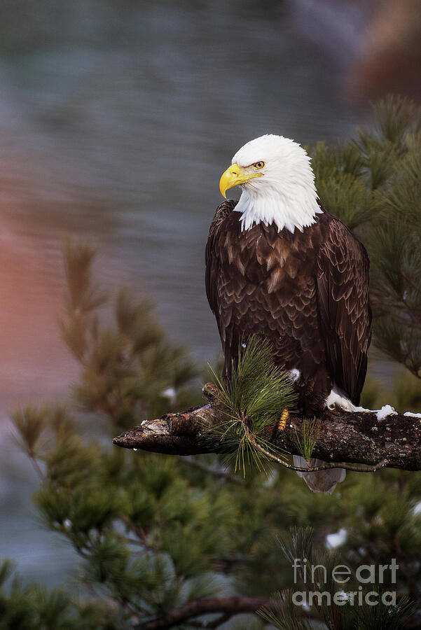 Bald Eagle At Starved Rock State Park Photograph by Ralf Broskvar
