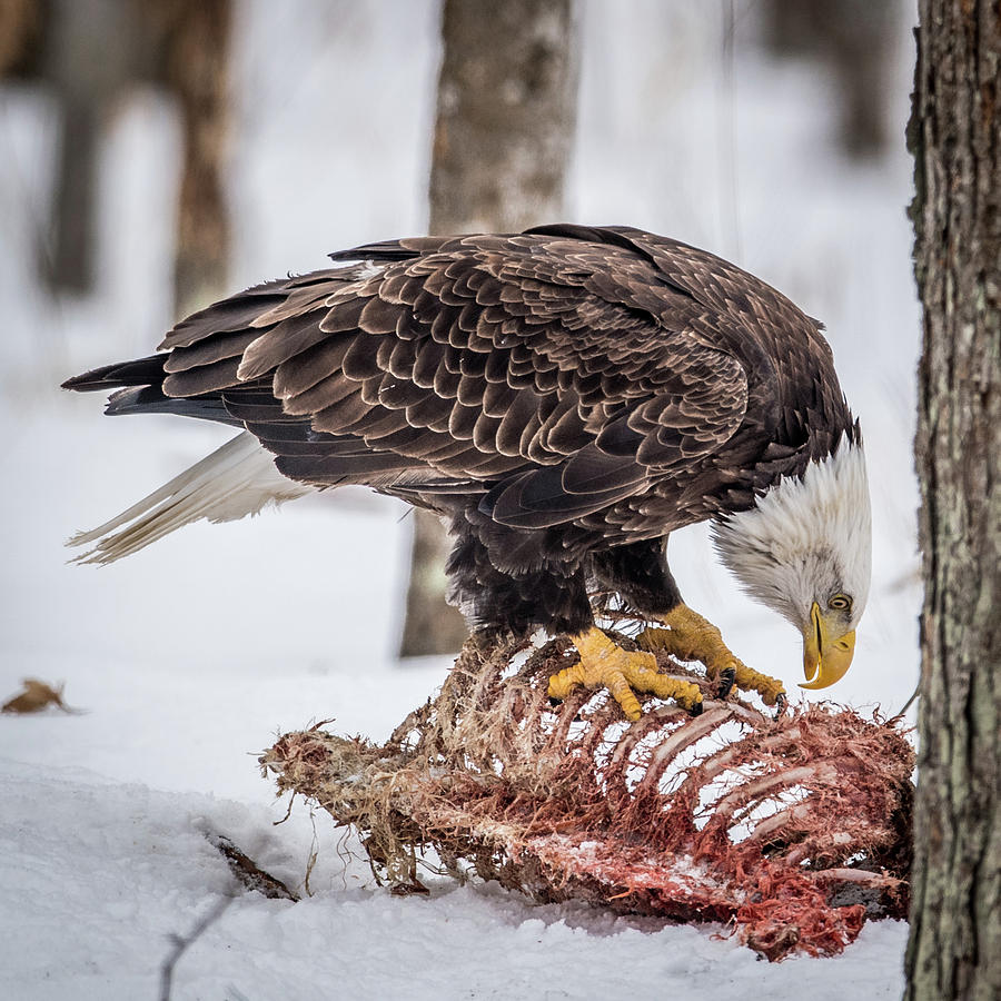 Bald Eagle at the Buffet Photograph by Paul Freidlund