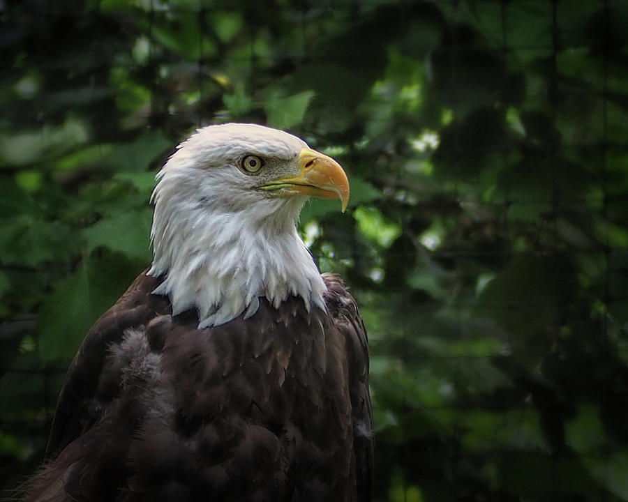 Bald Eagle at the Salisbury Zoo Photograph by Bill Swartwout