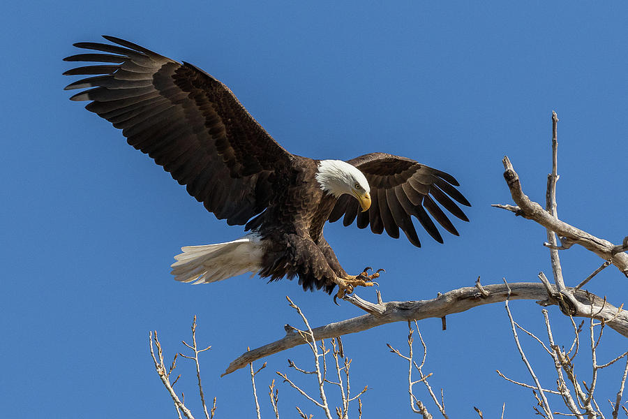 Bald Eagle at Touch Down Photograph by Tony Hake