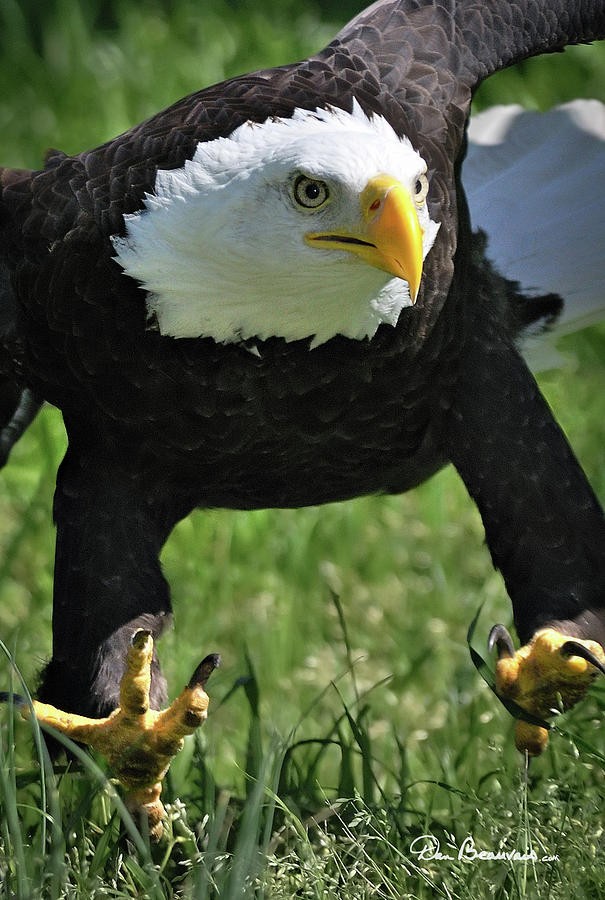 Bald Eagle Attack 8829 Photograph by Dan Beauvais
