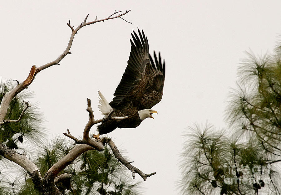 Bald Eagle Attack Photograph by Daniel Earnhardt - Fine Art America