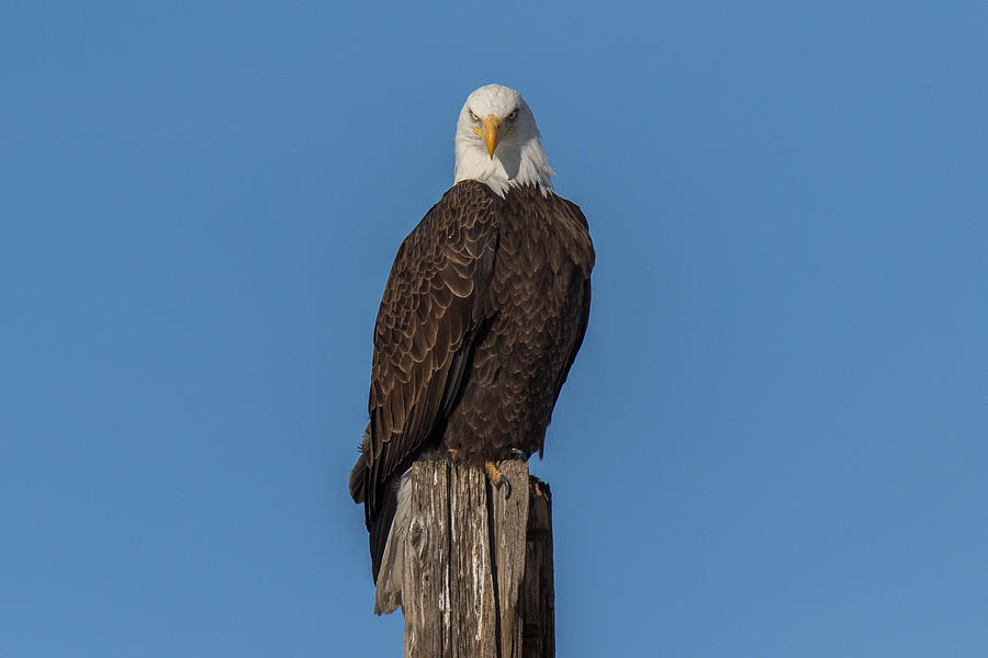 Bald Eagle Attitude Photograph by Tony Hake - Fine Art America