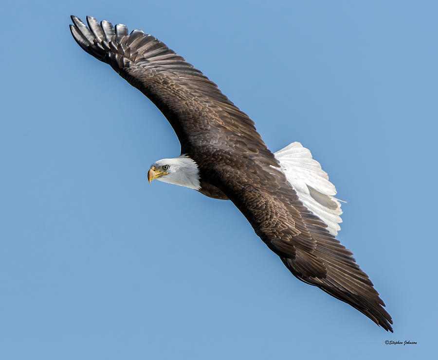 Bird Photograph - Bald Eagle Banking a Turn by Stephen Johnson